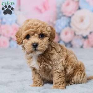 Petunia, Bich-Poo Puppy